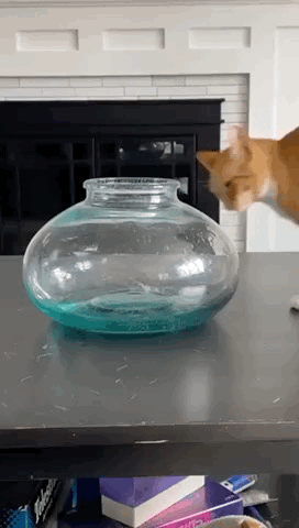 【GIF】完美容器-喜欢表情包分享—全网表情包