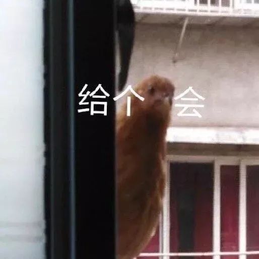图片[21]-表情包-喜欢表情包分享—全网表情包