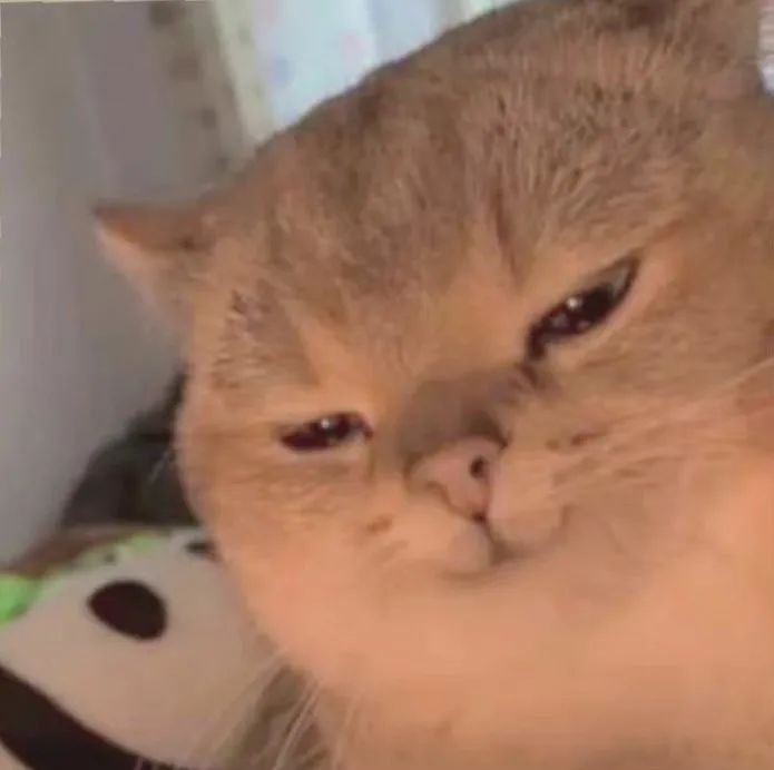 图片[15]-可爱的猫猫头增加了-喜欢表情包分享—全网表情包
