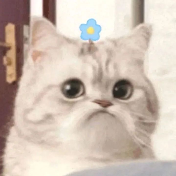 图片[1]-伤心流泪猫猫头表情包-喜欢表情包分享—全网表情包