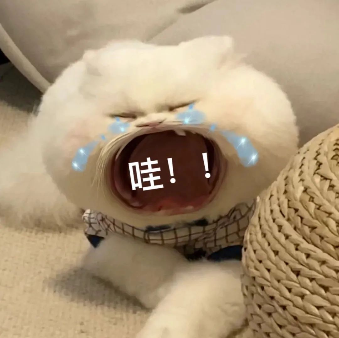 图片[21]-45个聊天撒娇必用大嘴猫表情-喜欢表情包分享—全网表情包