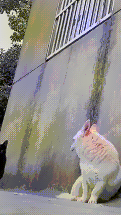 图片[1]-【GIF】我哪敢说话-喜欢表情包分享—全网表情包
