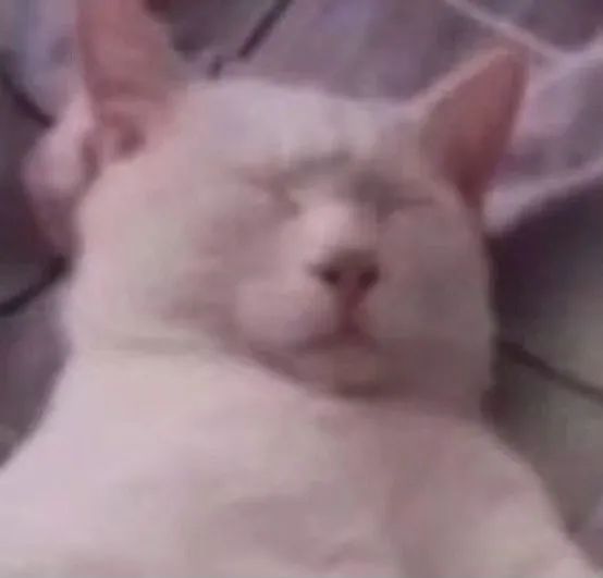 图片[6]-可爱的猫猫头增加了-喜欢表情包分享—全网表情包