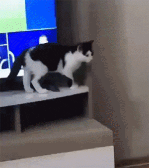 图片[1]-【GIF】喵失前蹄-喜欢表情包分享—全网表情包