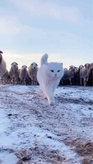 图片[1]-【GIF】猫猫好霸气-喜欢表情包分享—全网表情包