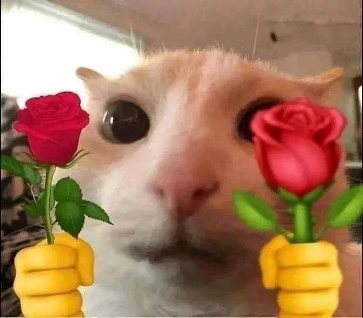 图片[2]-猫猫拿玫瑰花表情包-喜欢表情包分享—全网表情包