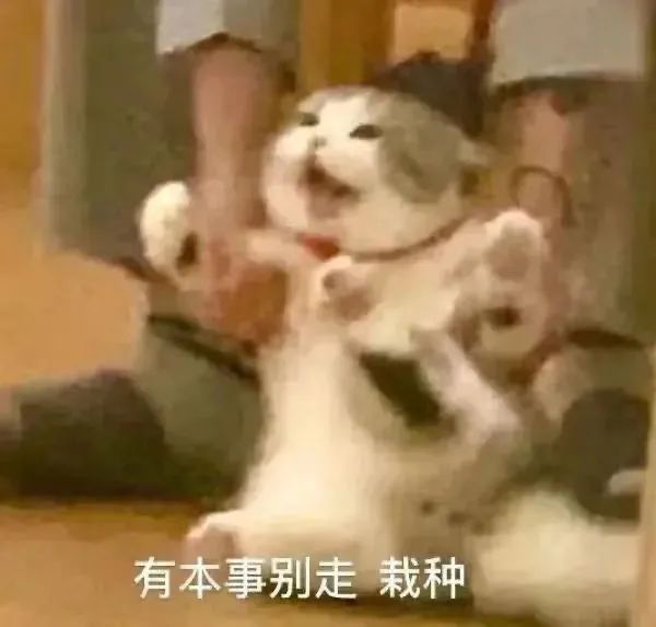 图片[9]-爷鬼混回来了-喜欢表情包分享—全网表情包