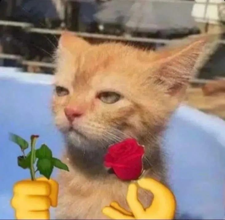 图片[3]-猫猫拿玫瑰花表情包-喜欢表情包分享—全网表情包