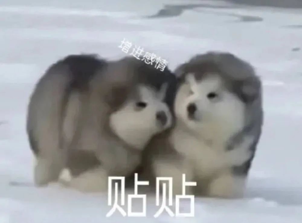 图片[11]-你在说什么屁话呢-喜欢表情包分享—全网表情包