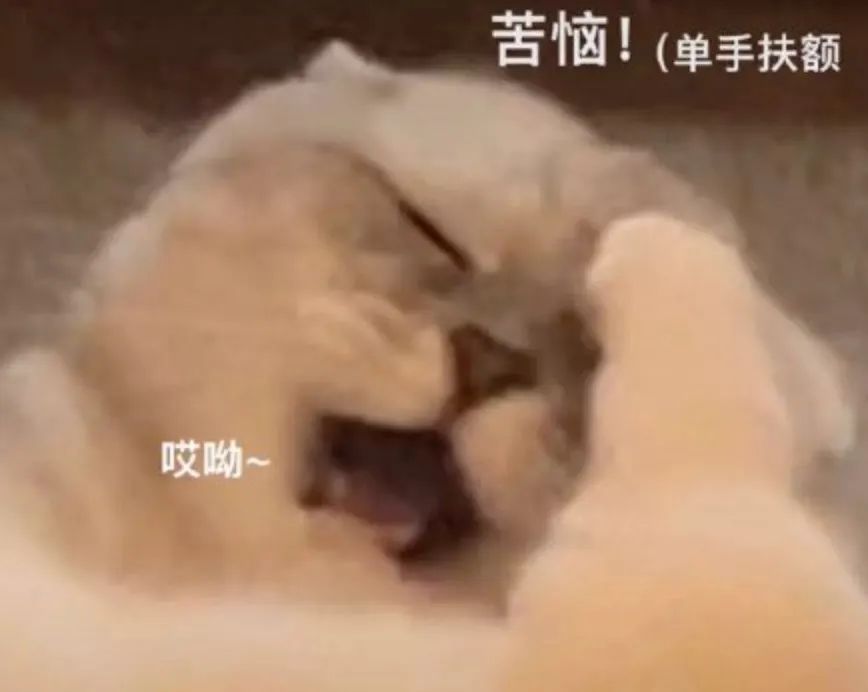 图片[14]-在忙呢 妹妹-喜欢表情包分享—全网表情包