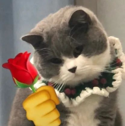 图片[8]-猫猫拿玫瑰花表情包-喜欢表情包分享—全网表情包
