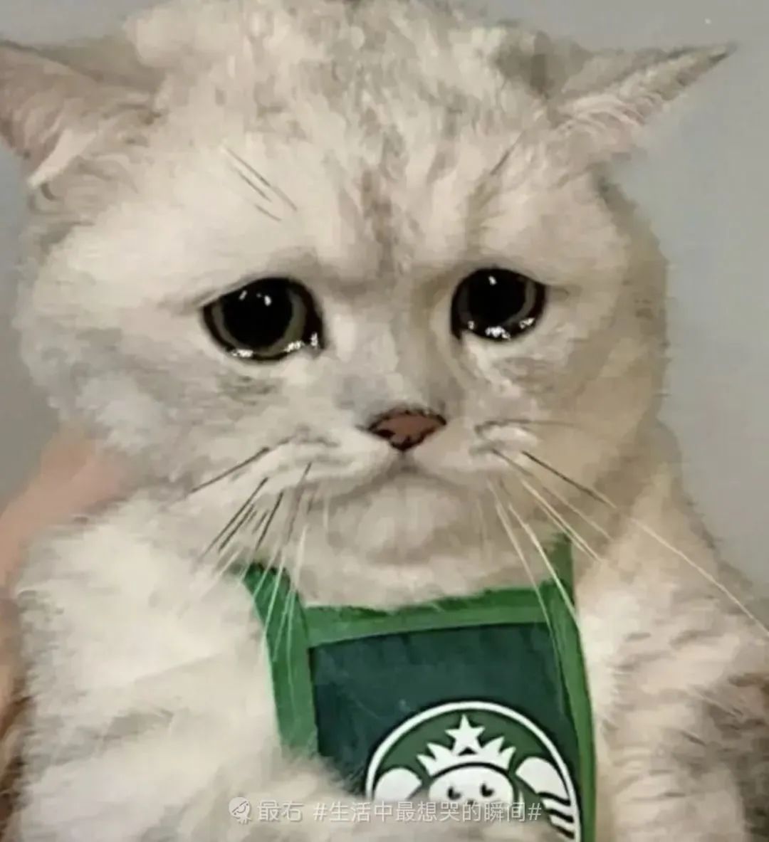 图片[7]-伤心流泪猫猫头表情包-喜欢表情包分享—全网表情包