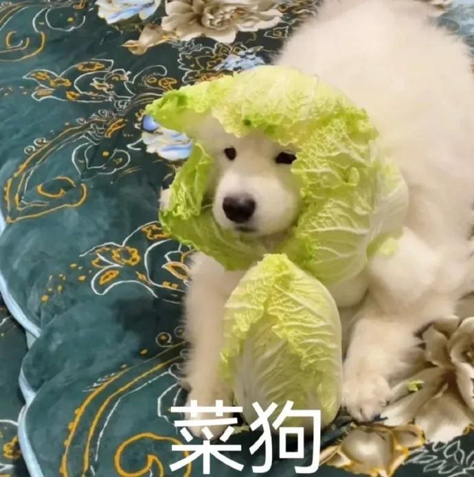图片[30]-快哄我-喜欢表情包分享—全网表情包