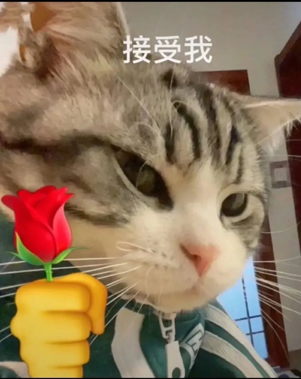 图片[7]-猫猫拿玫瑰花表情包-喜欢表情包分享—全网表情包