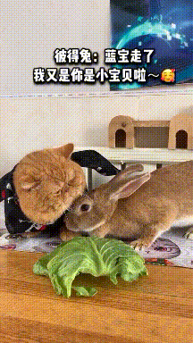 图片[1]-现在动物界也这么乱了吗-喜欢表情包分享—全网表情包