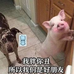 图片[6]-猪猪表情包-喜欢表情包分享—全网表情包