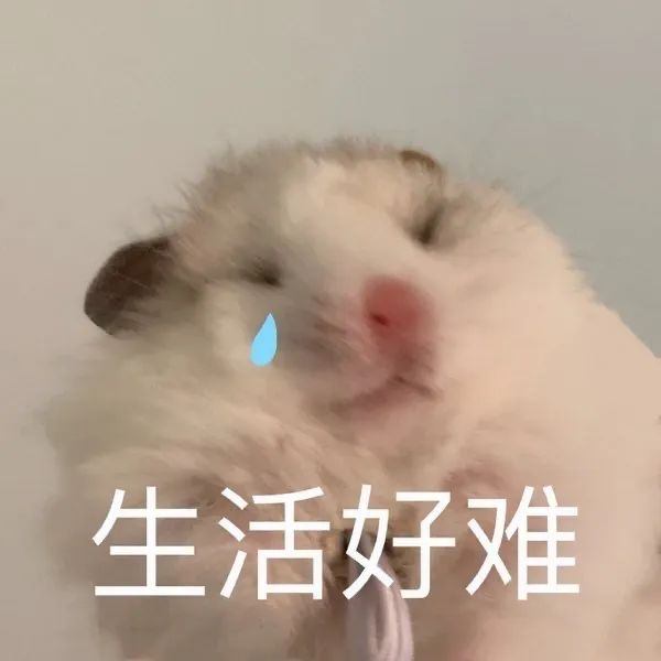 图片[17]-麻了-喜欢表情包分享—全网表情包
