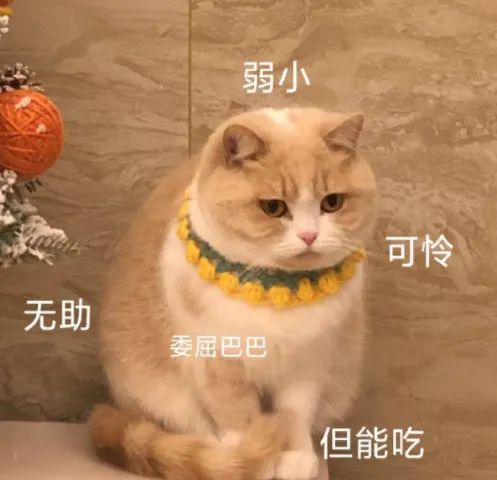 图片[7]-你别是个傻子吧-喜欢表情包分享—全网表情包
