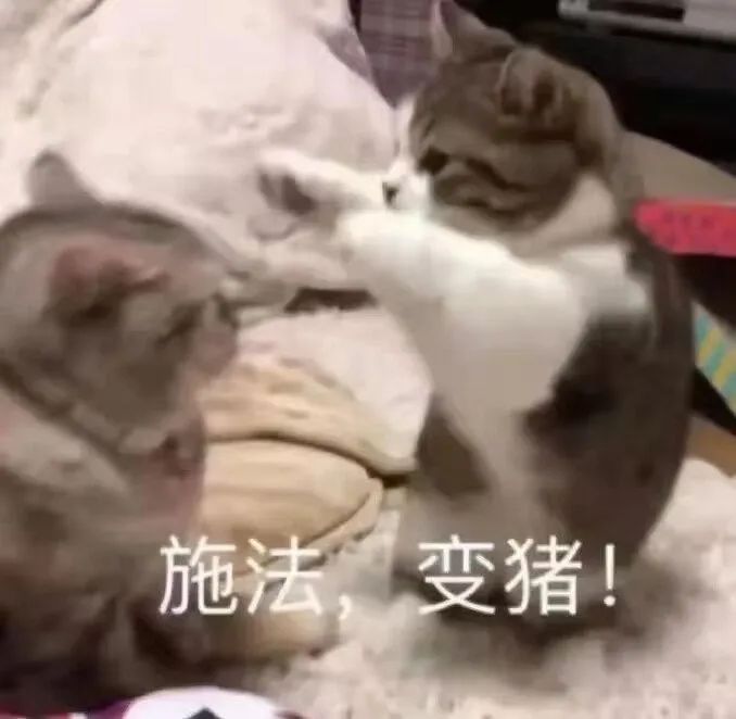 图片[19]-开摆-喜欢表情包分享—全网表情包