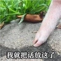 图片[4]-猪猪表情包-喜欢表情包分享—全网表情包