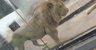 图片[1]-【GIF】老婆说她没生气-喜欢表情包分享—全网表情包