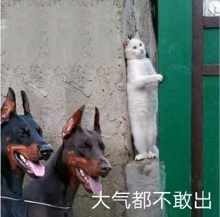 图片[15]-啵叽-喜欢表情包分享—全网表情包