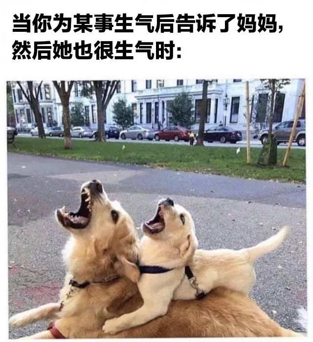 图片[8]-破防了 家人们-喜欢表情包分享—全网表情包