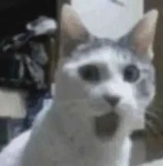 图片[7]-可爱的猫猫头增加了-喜欢表情包分享—全网表情包
