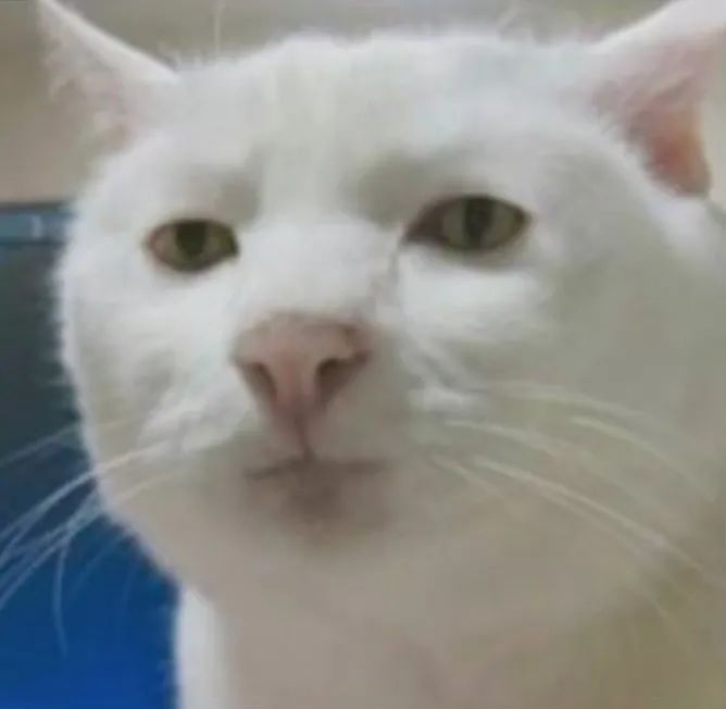 图片[1]-可爱的猫猫头增加了-喜欢表情包分享—全网表情包