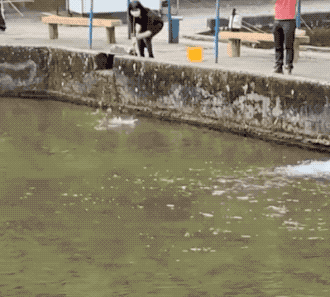 图片[1]-【GIF】猫咪能有什么坏心思呢-喜欢表情包分享—全网表情包
