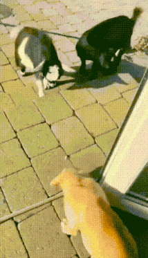 图片[1]-【GIF】大哥 削他-喜欢表情包分享—全网表情包