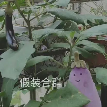 图片[15]-嘿嘿 我来喽-喜欢表情包分享—全网表情包