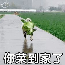 图片[1]-变着花的菜-喜欢表情包分享—全网表情包
