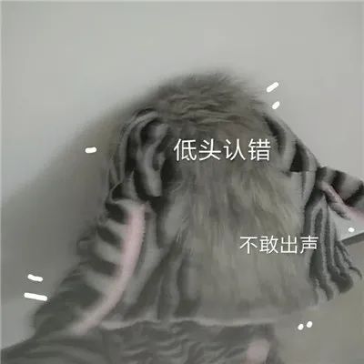 图片[9]-道歉专用表情包-喜欢表情包分享—全网表情包