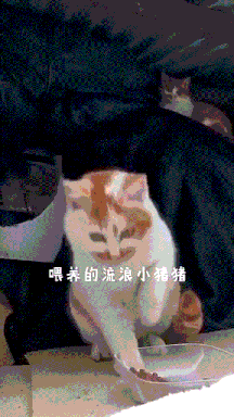 图片[1]-【GIF】啊…这…-喜欢表情包分享—全网表情包