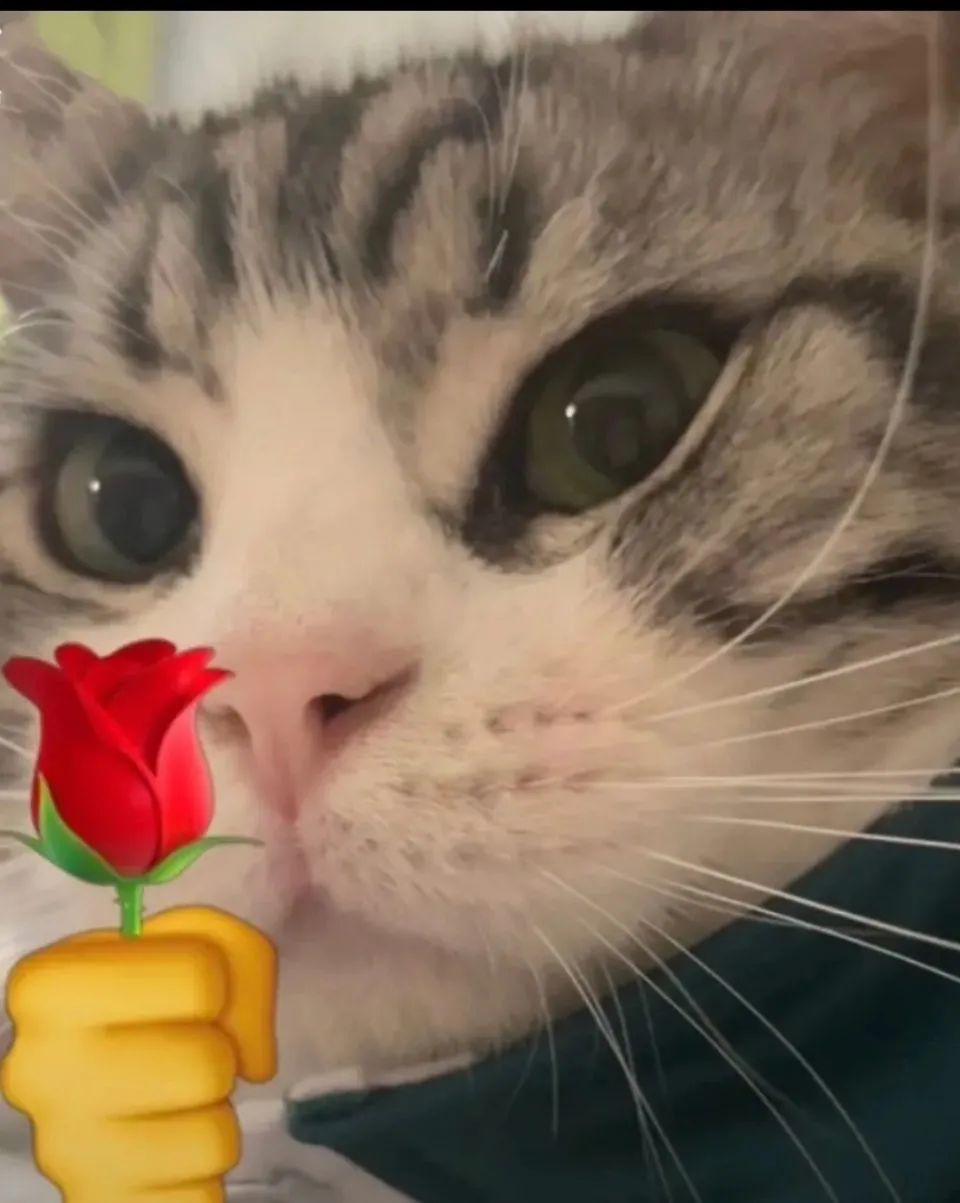 图片[4]-猫猫拿玫瑰花表情包-喜欢表情包分享—全网表情包