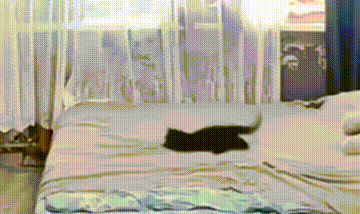 图片[1]-【GIF】猫猫为这个家操碎了心-喜欢表情包分享—全网表情包