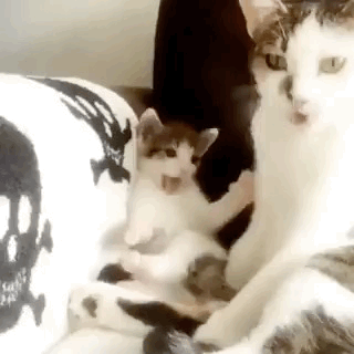 图片[1]-【GIF】这也太可爱了吧-喜欢表情包分享—全网表情包
