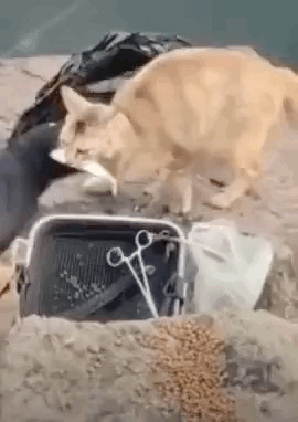 图片[1]-【GIF】哈哈哈嗝哈哈哈-喜欢表情包分享—全网表情包