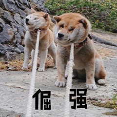 图片[12]-我猜你在拉屎-喜欢表情包分享—全网表情包