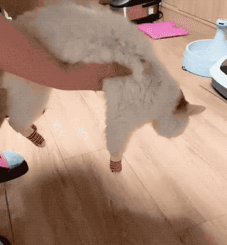 图片[1]-【GIF】愚蠢的人类-喜欢表情包分享—全网表情包