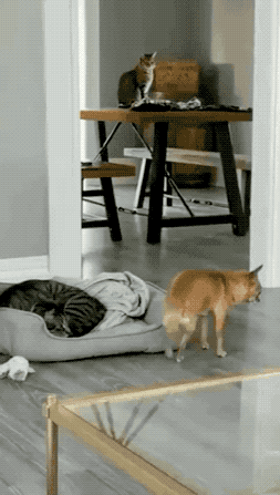 图片[1]-【GIF】啊…这…-喜欢表情包分享—全网表情包