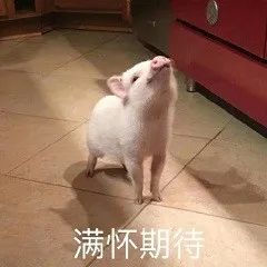 图片[9]-猪猪表情包-喜欢表情包分享—全网表情包