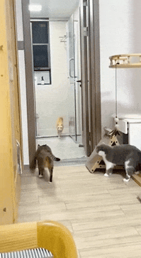 图片[1]-【GIF】铁猫三项-喜欢表情包分享—全网表情包