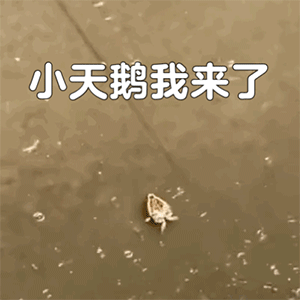 图片[8]-你是来拉屎的吗-喜欢表情包分享—全网表情包