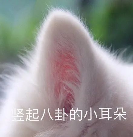 图片[50]-50个聊天阴阳怪气的表情包-喜欢表情包分享—全网表情包