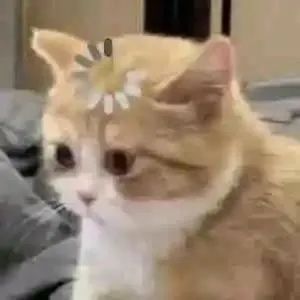 图片[19]-伤心流泪猫猫头表情包-喜欢表情包分享—全网表情包