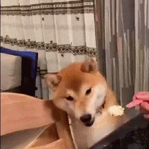 图片[1]-【GIF】工具狗罢了-喜欢表情包分享—全网表情包