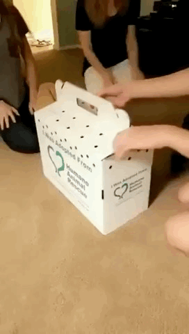 图片[1]-【GIF】猫猫心碎-喜欢表情包分享—全网表情包