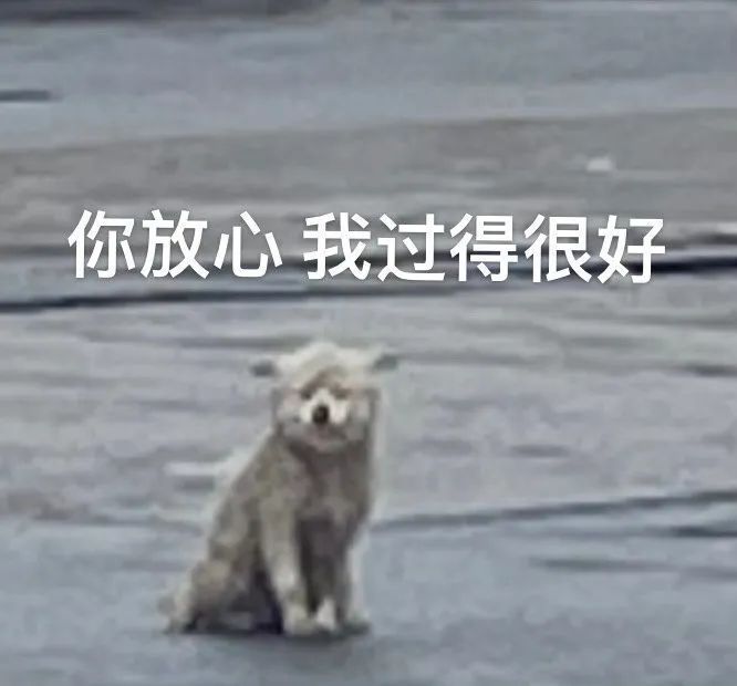 图片[22]-表情包-喜欢表情包分享—全网表情包
